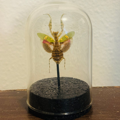 LTD Jeweled Flower Mantis Specimen In Glass Dome Black Base
