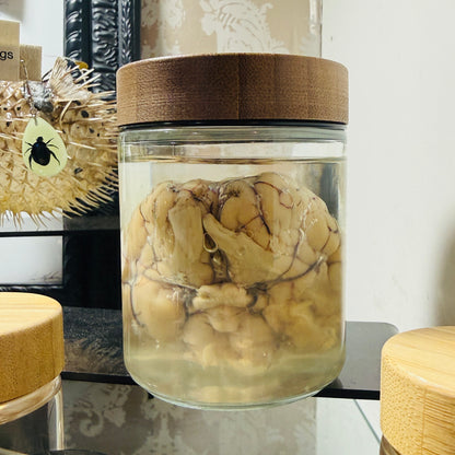 Sheep Brain Specimen in Jar