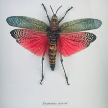 Load image into Gallery viewer, Grasshopper Deep Pink &amp; Green Shadowbox Specimen
