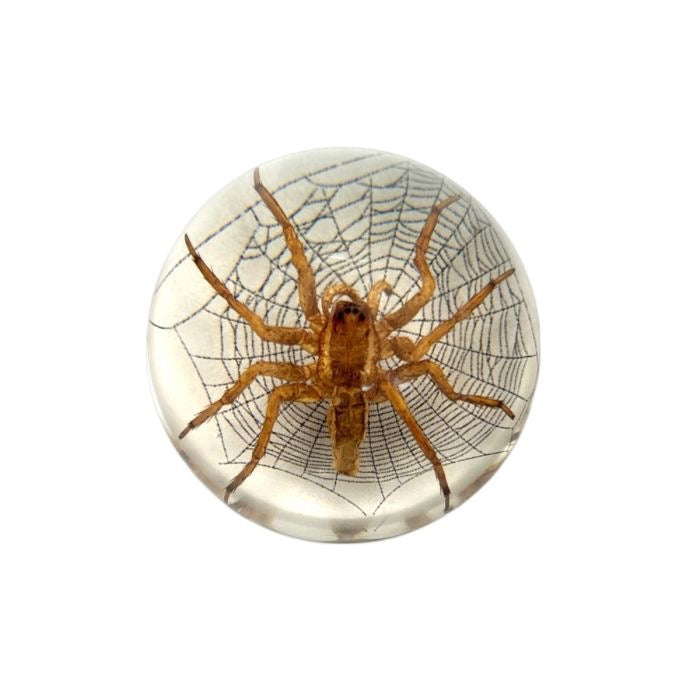 Scorpion or Spider in Half Dome Lucite