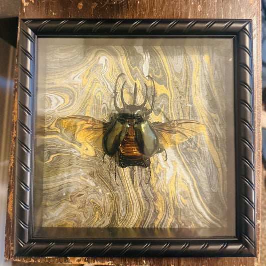 LTD Rhinoceros Beetle Wings Spread Shadowbox Art Gold, Silver Black Background
