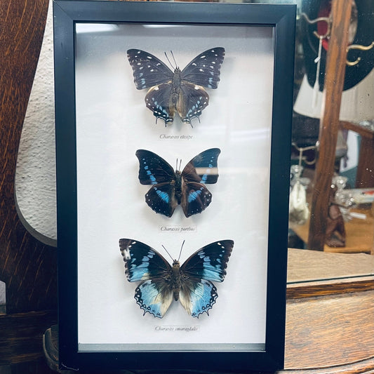 3 Blue Hued Butterfly Specimens - Loved To Death