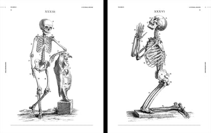 Skulls & Skeletons, an Image Archive for Artists & Designers
