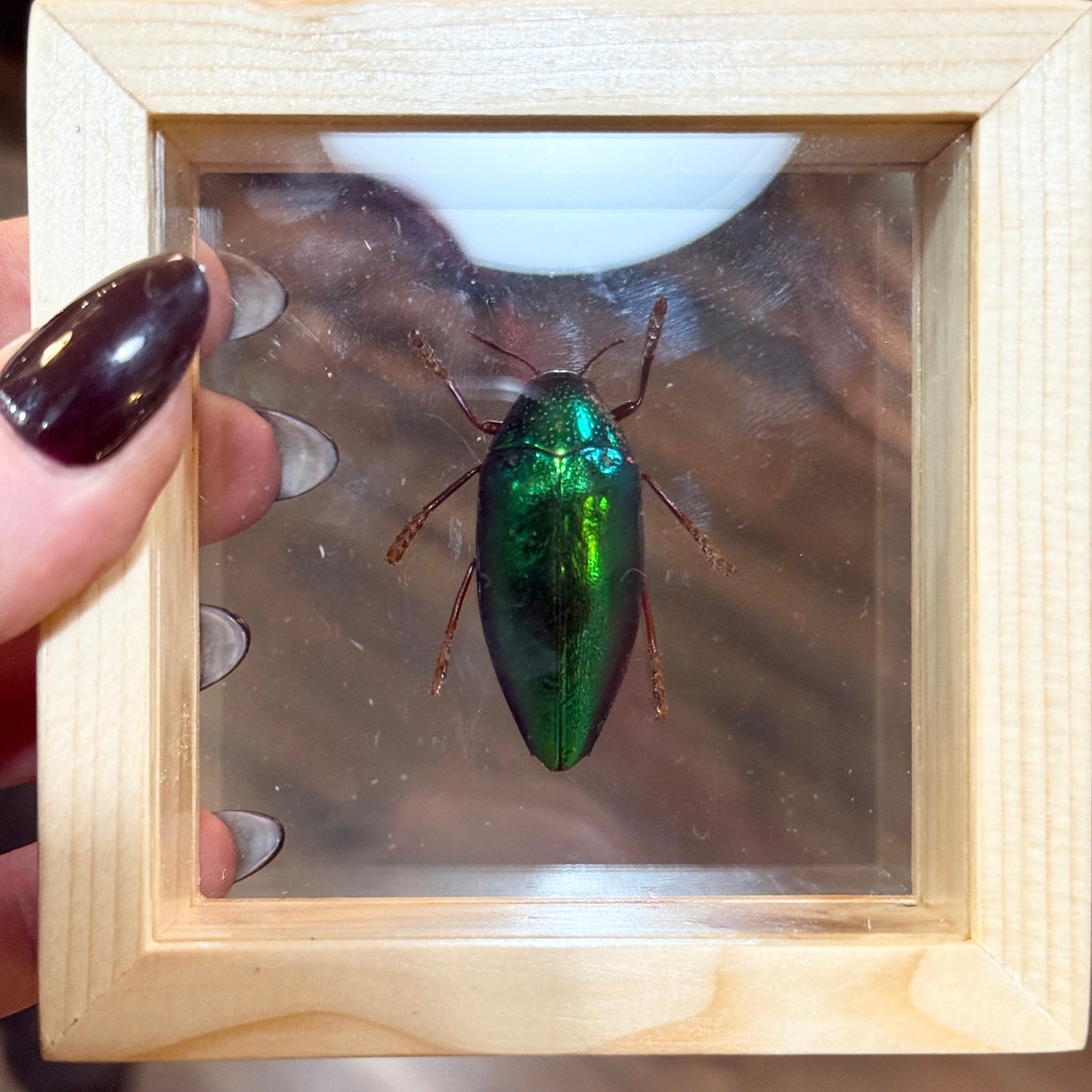 Framed Single Green Jewel Beetle Large