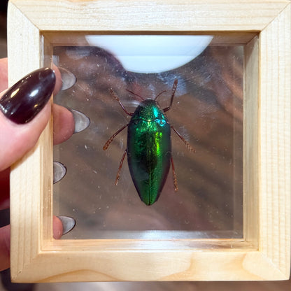 Framed Single Green Jewel Beetle Large