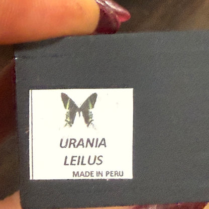 Framed Single Moth Specimen Urania Leilus