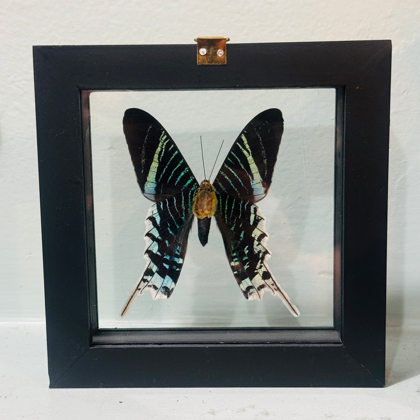Framed Single Moth Specimen Urania Leilus