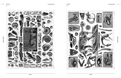 Cabinet of Curiosities: An Image Archive
