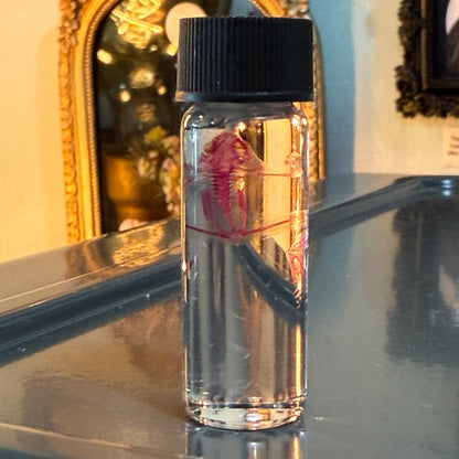 Diaphonized Tiny Frog Specimen