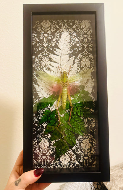 LTD Chondracris rosea Grasshopper Fairy Insect Shadowbox Art Black Damask Fern Background