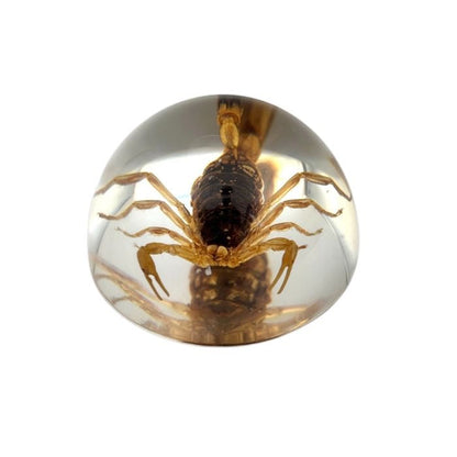 Scorpion or Spider in Half Dome Lucite