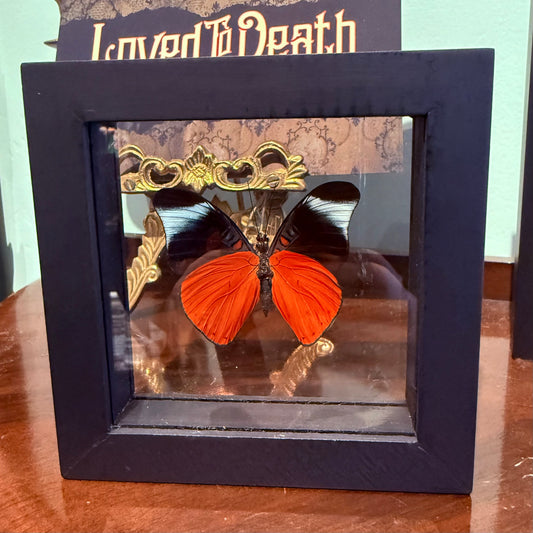 Framed Single Butterfly Panacea Prola