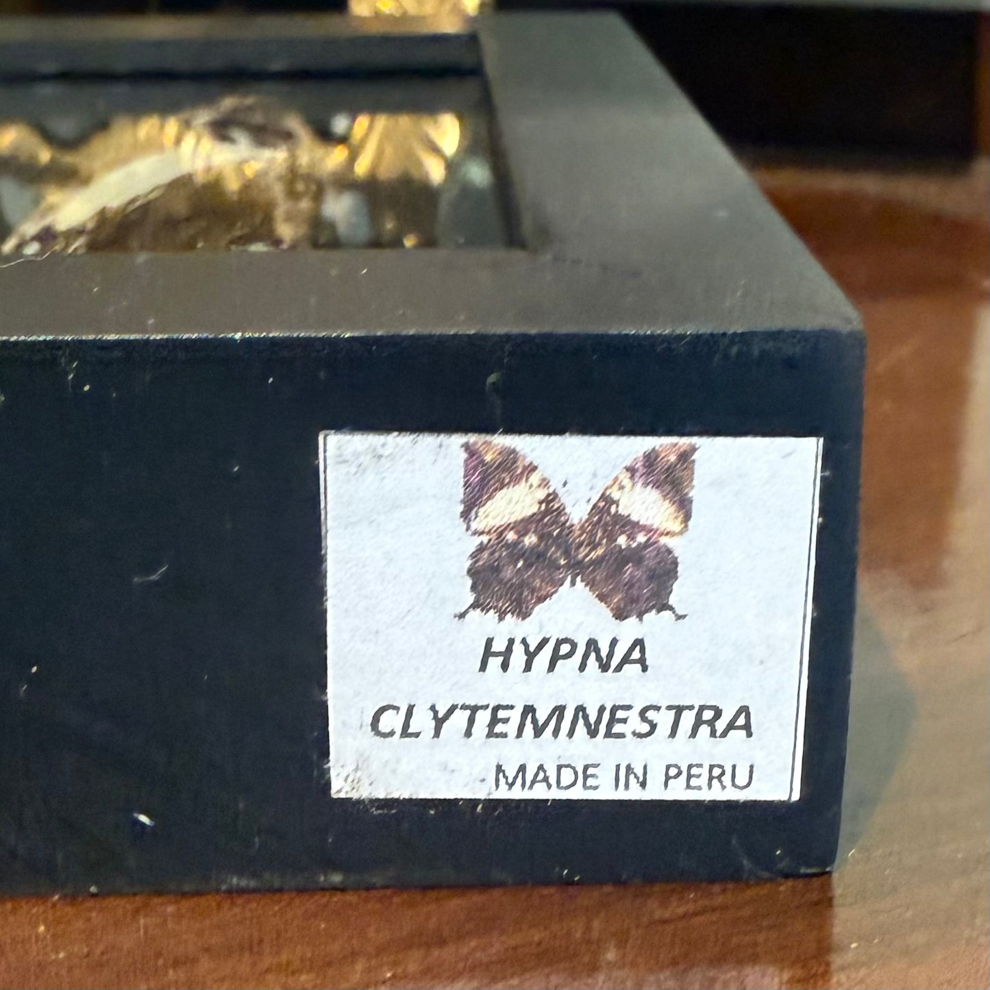 Framed Single Butterfly Hypna Clytemnestra