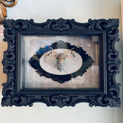 LTD Ghost Cicada Shadowbox Art Silver Background
