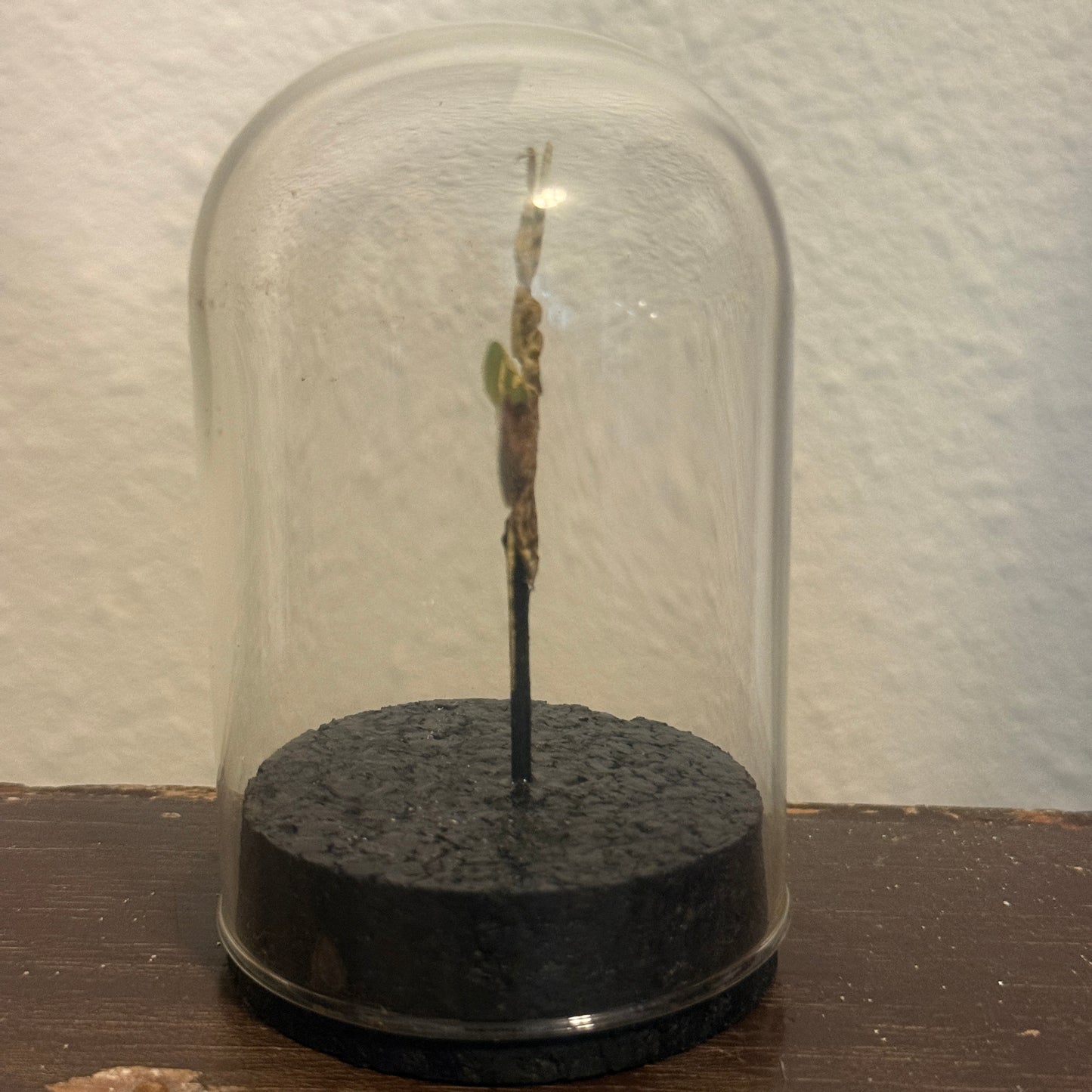 LTD Jeweled Flower Mantis Specimen In Glass Dome Black Base