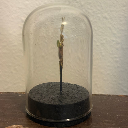 LTD Jeweled Flower Mantis Specimen In Glass Dome Black Base