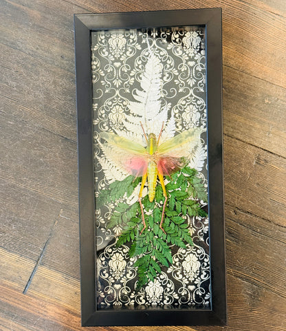 LTD Chondracris rosea Grasshopper Fairy Insect Shadowbox Art Black Damask Fern Background