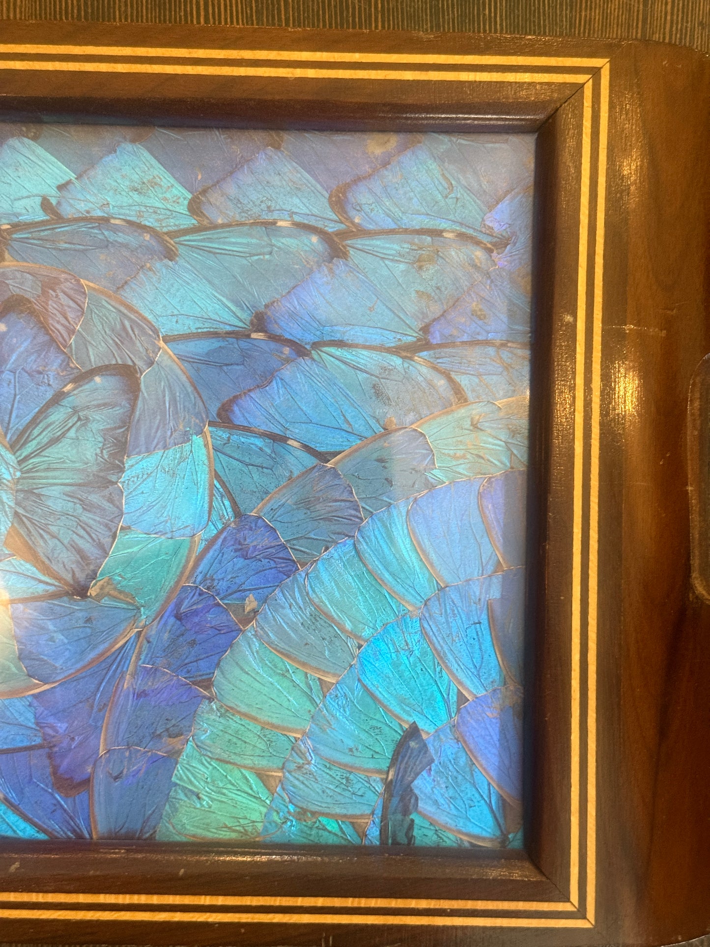 Antique Blue Morpho Butterfly Wing Art Tray Wood
