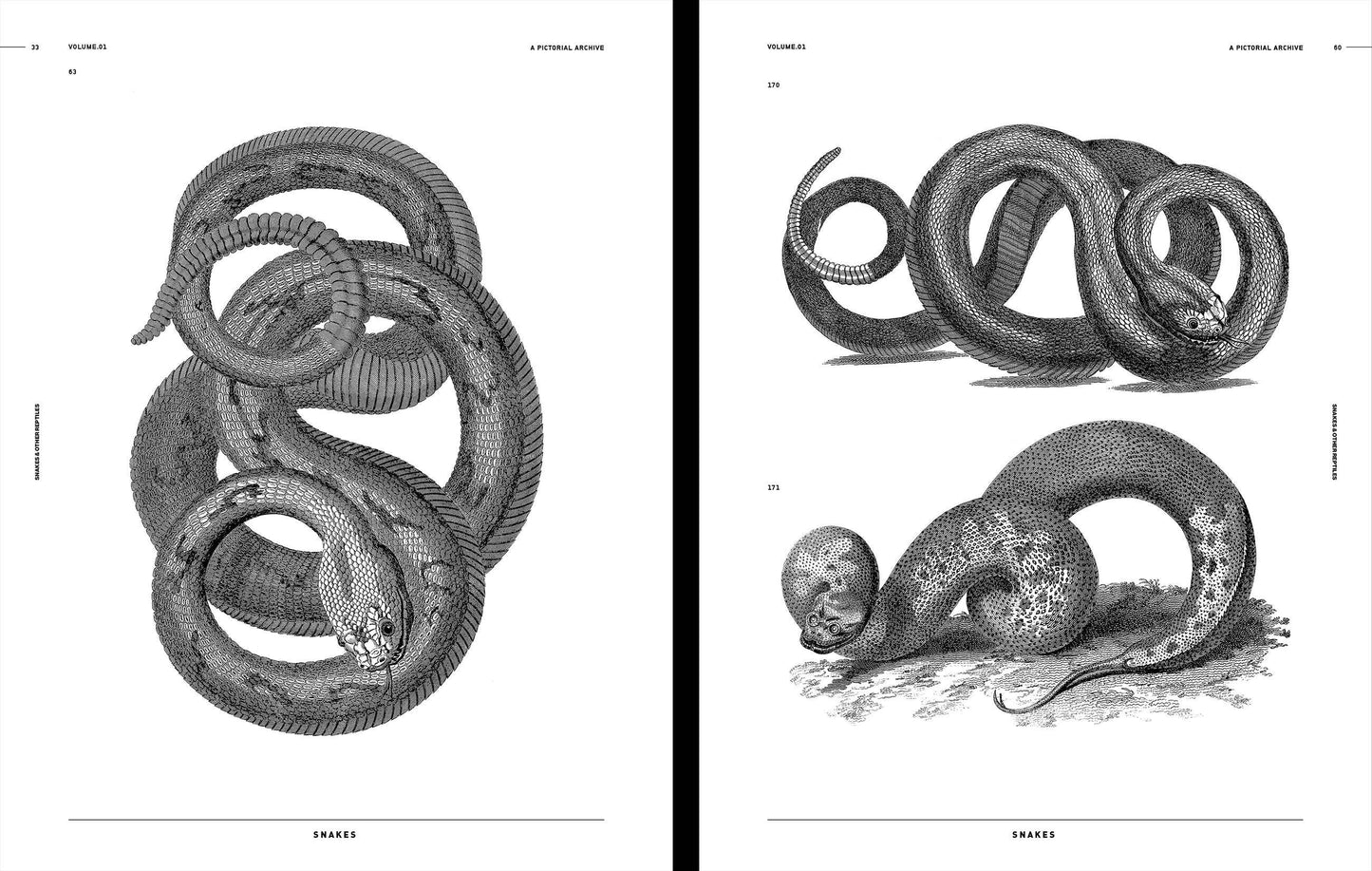Snakes & Other Reptiles, an Image Archive