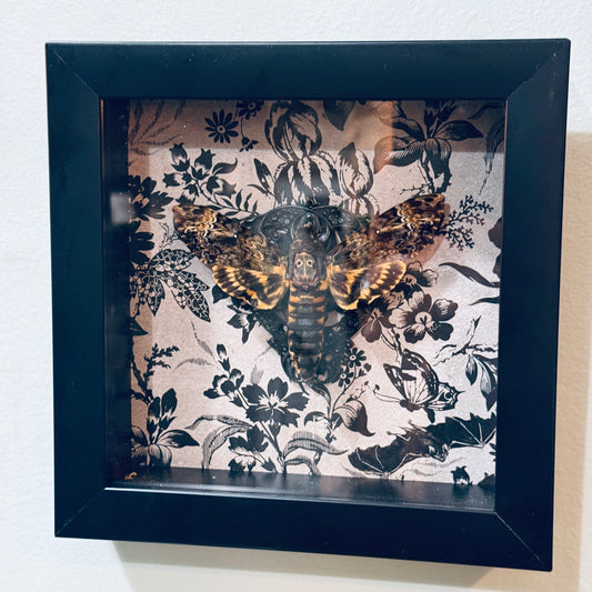 Death Head Moth Acherontia genus Shadowbox Art B&W Background
