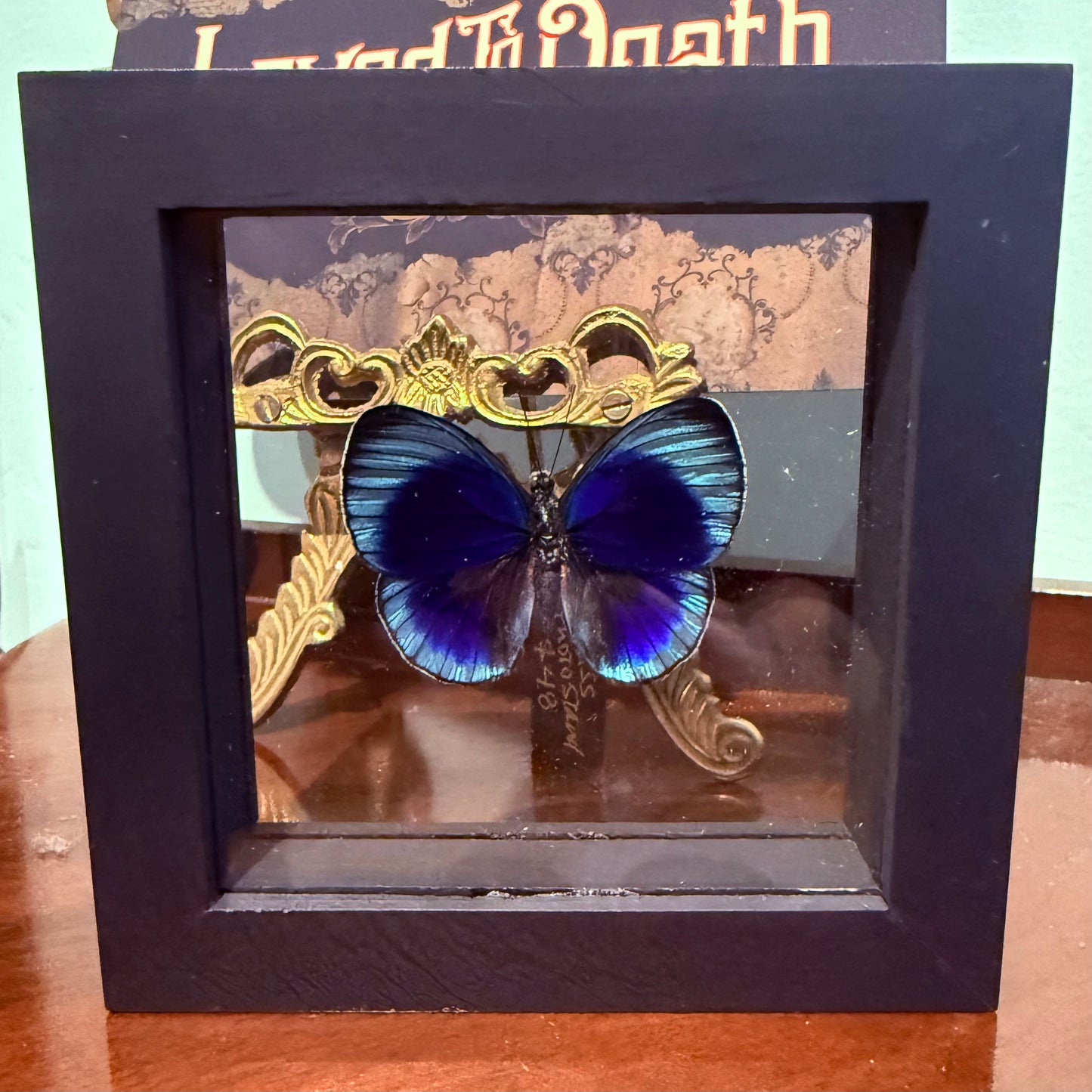 Framed Single Butterfly Charles Darwin Asterope Lepreuri