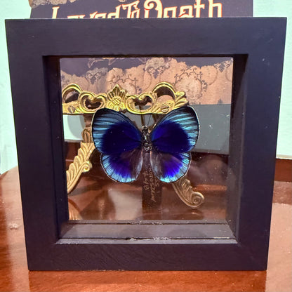 Framed Single Butterfly Charles Darwin Asterope Lepreuri