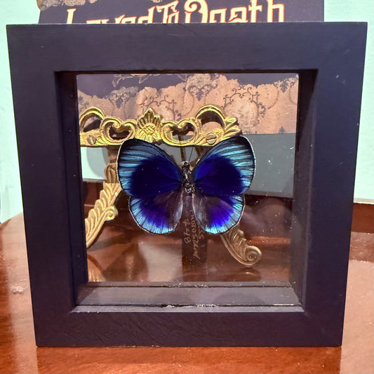 Framed Single Butterfly Charles Darwin Asterope Lepreuri