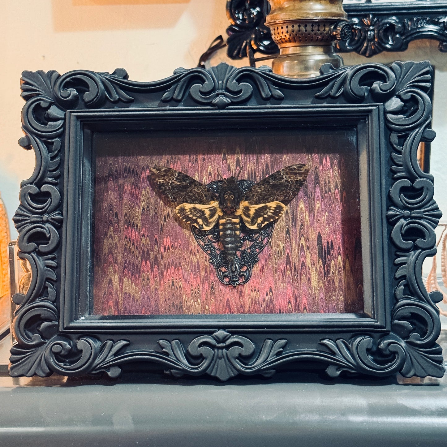 LTD Death Head Moth Acherontia genus Shadowbox Art Swirl Background