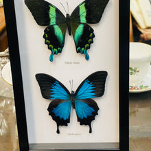 Load image into Gallery viewer, Four Butterfly Red, Yellow, Green Blue Swallowtail Specimens Framed
