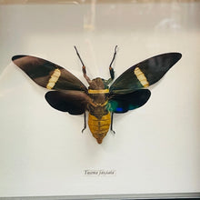 Load image into Gallery viewer, Velvet Cicada Specimen In Black Shadowbox Frame
