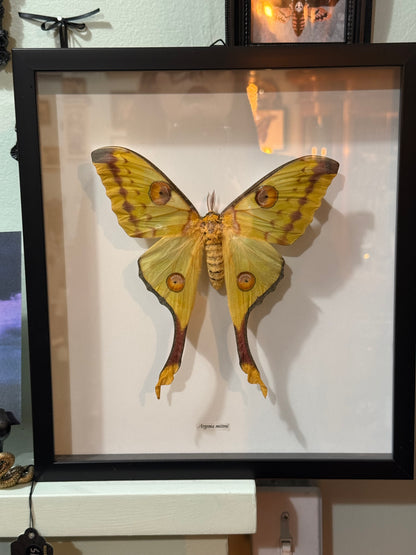 Comet Moth Argema Mittrei Shadowbox Frame