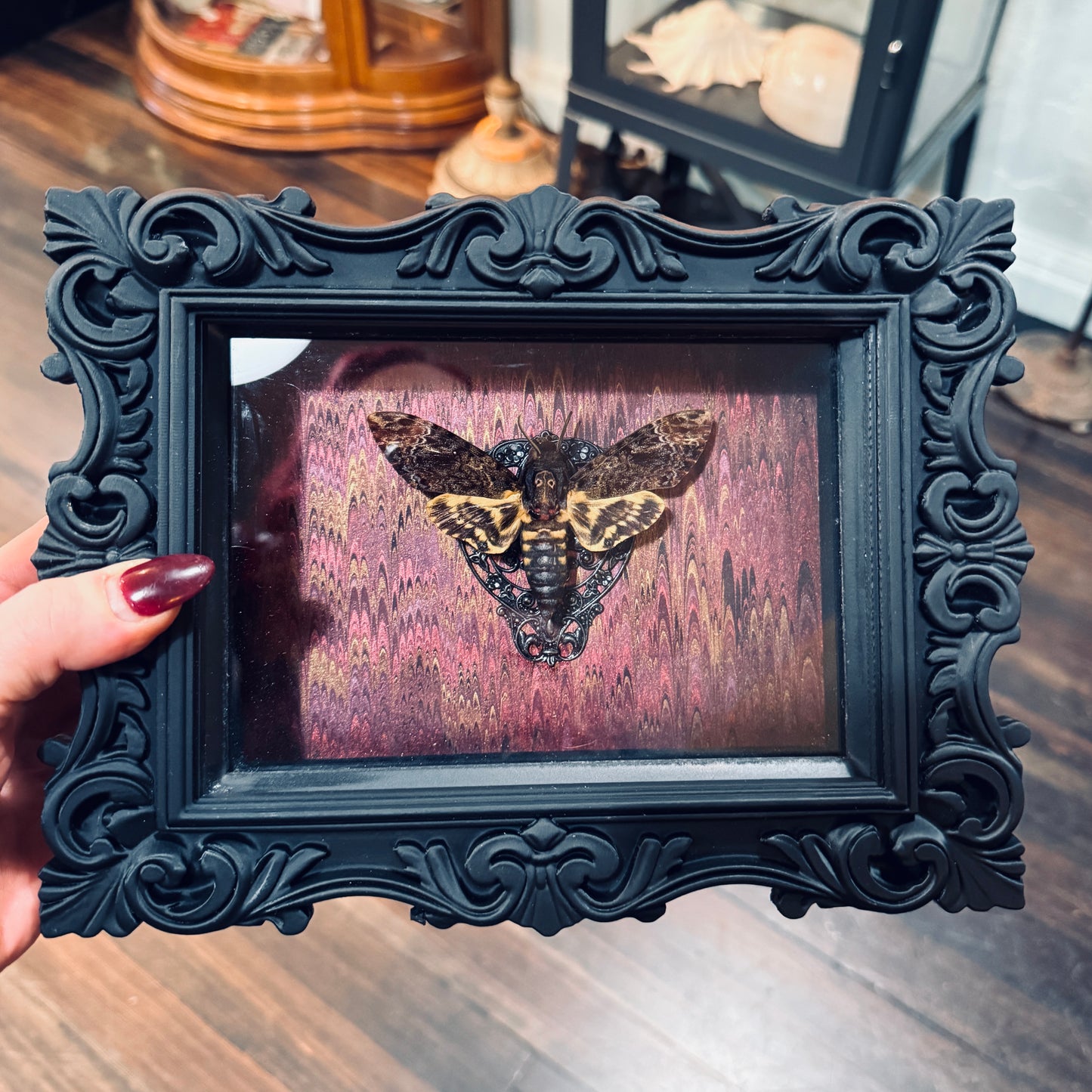LTD Death Head Moth Acherontia genus Shadowbox Art Swirl Background