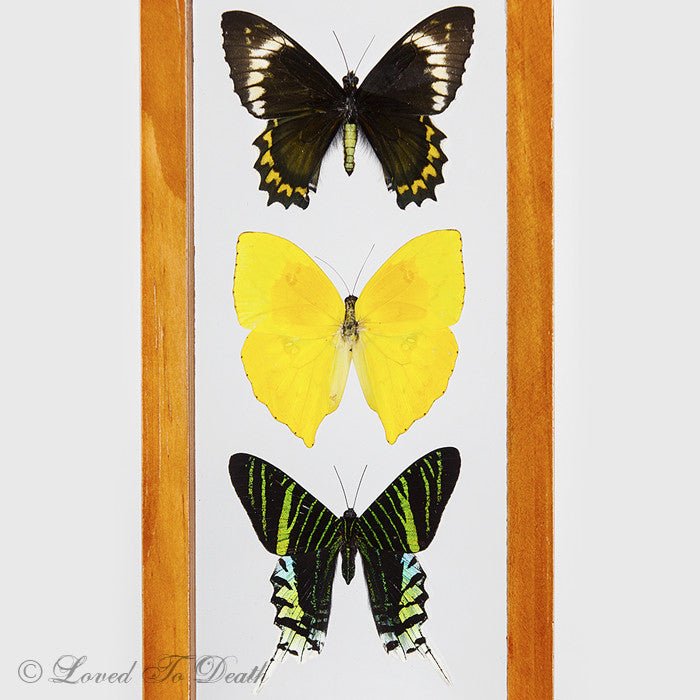 5 Butterfly Specimens Framed in Natural or Black Double Glass Frame - Loved To Death