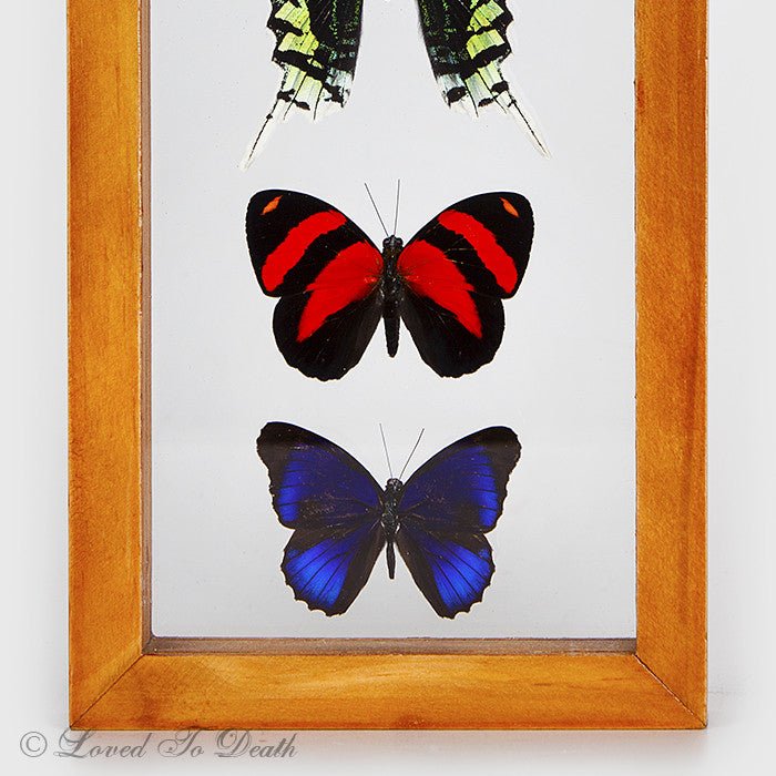 5 Butterfly Specimens Framed in Natural or Black Double Glass Frame - Loved To Death