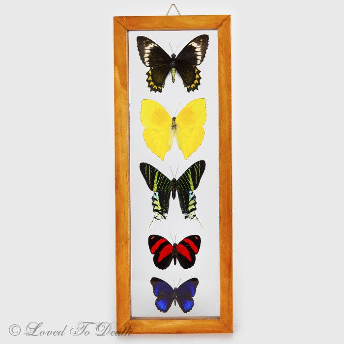 5 Butterfly Specimens Framed in Natural or Black Double Glass Frame - Loved To Death