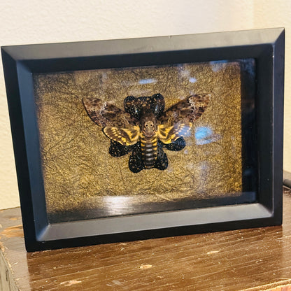 LTD Death Head Moth Acherontia genus Shadowbox Art Bronze Background