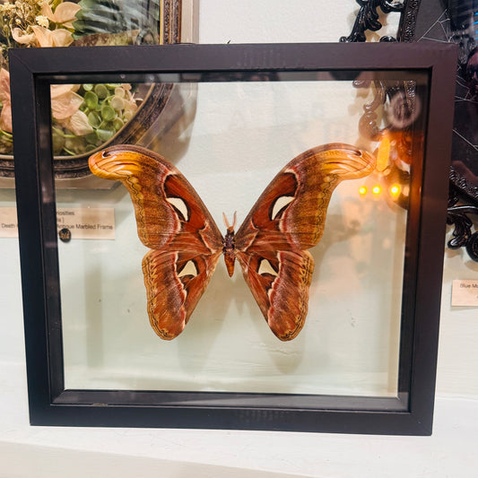 Giant Atlas Moth Specimen Framed