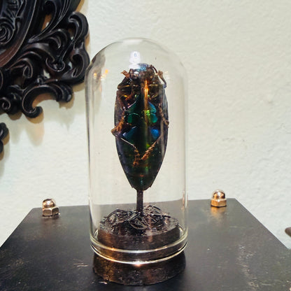 LTD Beetle Specimen In Glass Mini Dome Black Base