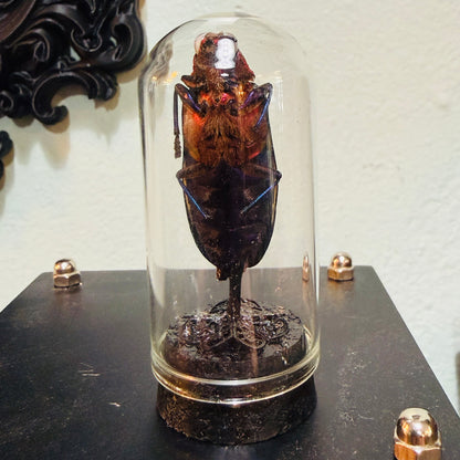 LTD Beetle Specimen In Glass Mini Dome Black Base