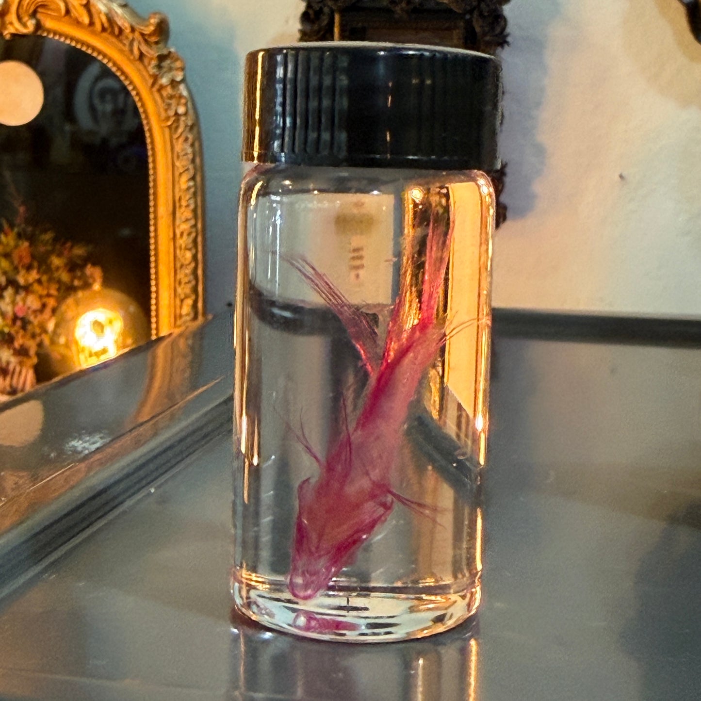 Diaphonized Angel Fish Specimen