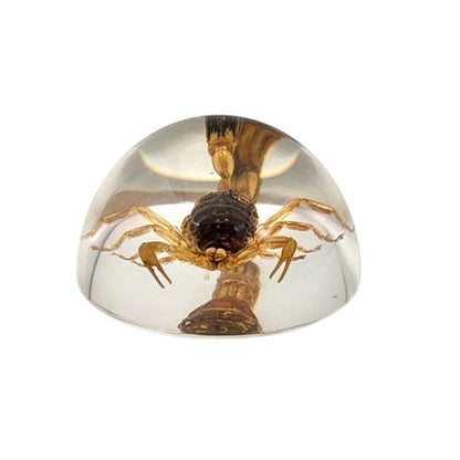 Scorpion or Spider in Half Dome Lucite