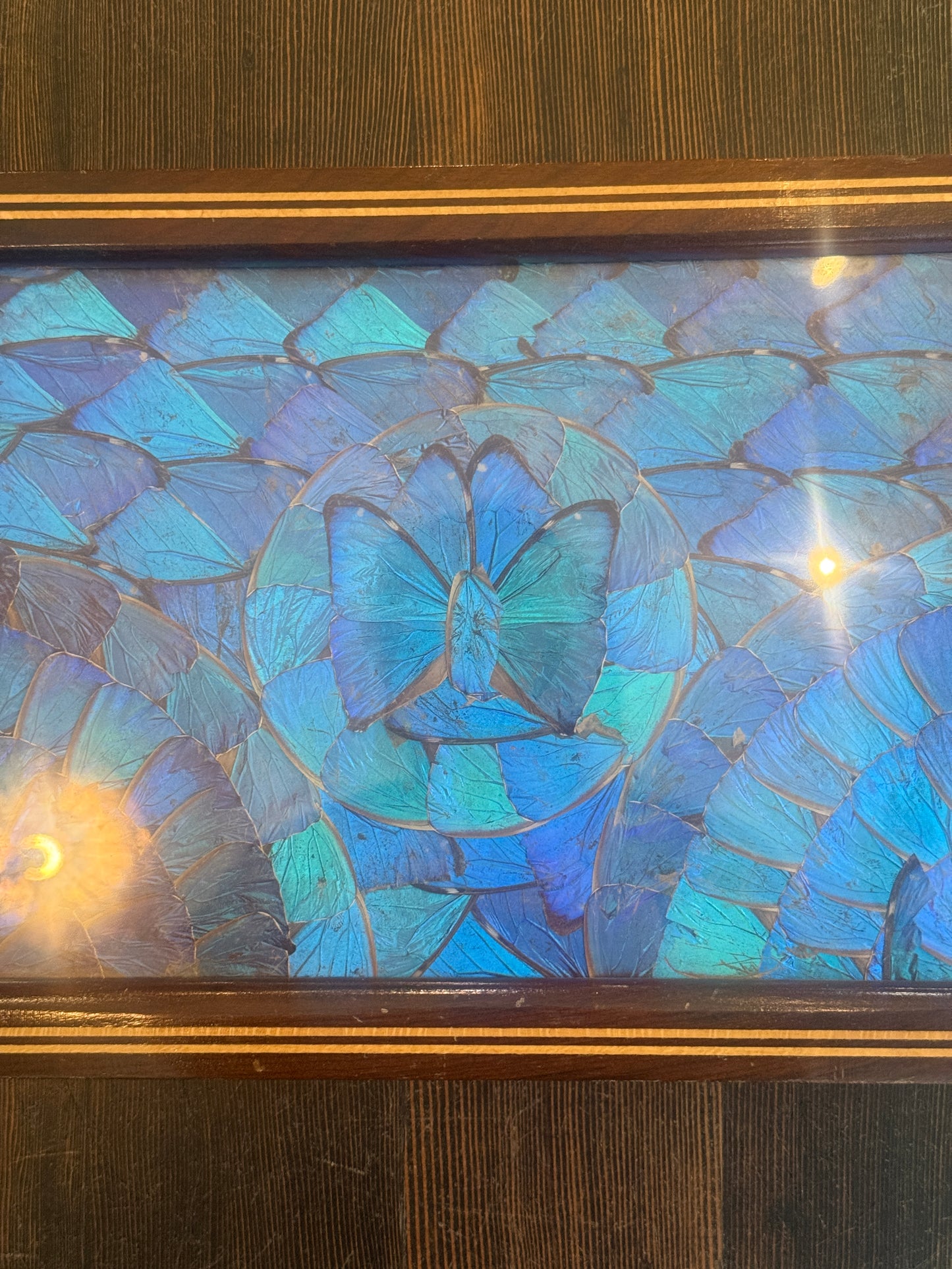 Antique Blue Morpho Butterfly Wing Art Tray Wood