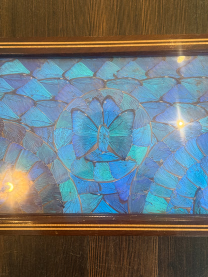 Antique Blue Morpho Butterfly Wing Art Tray Wood