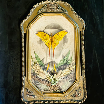 Veiled Curiosities { Edgar } Gold Pillar Frame Comet Moth