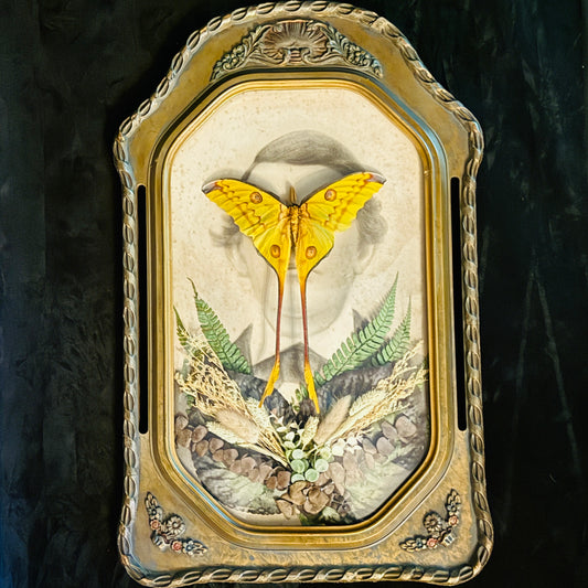Veiled Curiosities { Edgar } Gold Pillar Frame Comet Moth