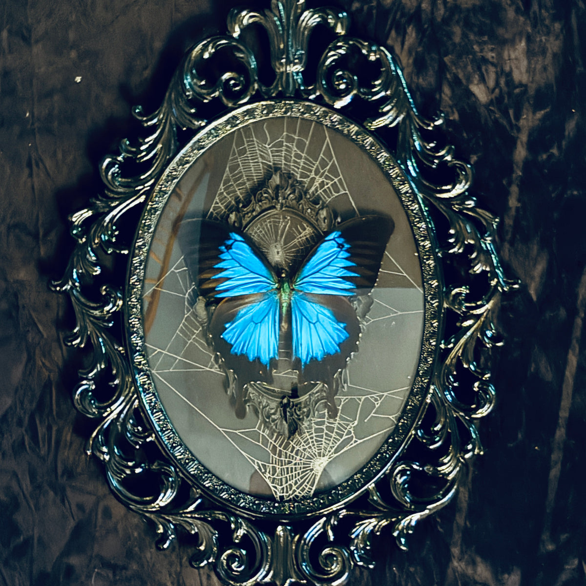 Antique Black Brass Filigree Framed Blue Mountain Swallowtail Butterfly on Genuine Spiderweb Background
