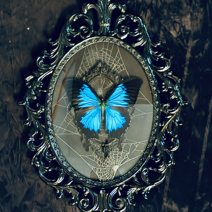 Antique Black Brass Filigree Framed Blue Mountain Swallowtail Butterfly on Genuine Spiderweb Background
