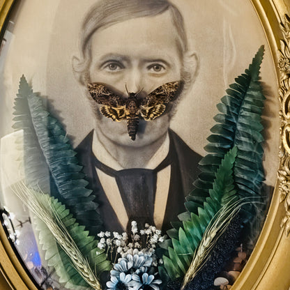 Veiled Curiosities { Sigfried } Death Head Hawkmoth Victorian Gold Frame