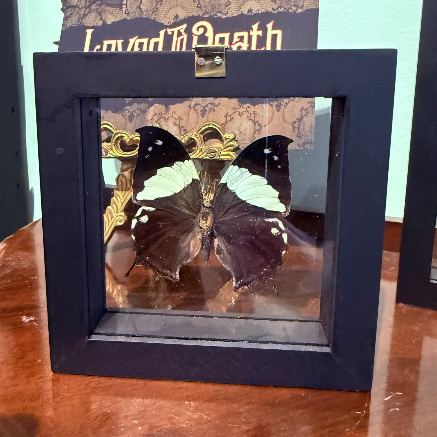 Framed Single Butterfly Hypna Clytemnestra