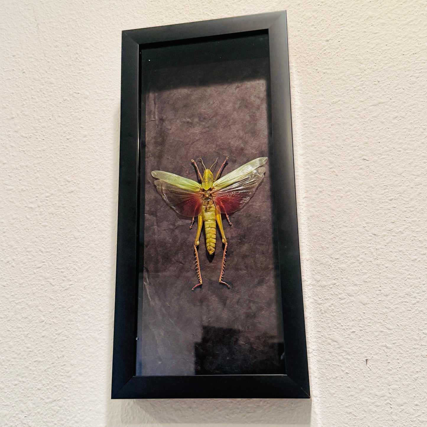 Chondracris rosea Grasshopper Fairy Insect Shadowbox Art Black